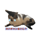 みーちゃんとおばちゃん（個別スタンプ：4）