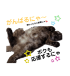 愛しのサンちゃん2（個別スタンプ：5）
