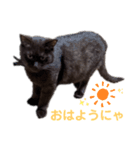 愛しのサンちゃん2（個別スタンプ：6）