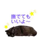 愛しのサンちゃん2（個別スタンプ：8）