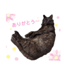 愛しのサンちゃん2（個別スタンプ：9）