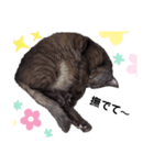 愛しのサンちゃん2（個別スタンプ：11）
