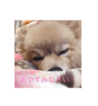 癒しのデカポメキュンちゃん（個別スタンプ：4）