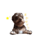 かわいいパピちゃん（個別スタンプ：5）