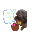 かわいいパピちゃん（個別スタンプ：7）
