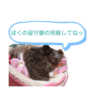 かわいいパピちゃん（個別スタンプ：9）