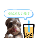 かわいいパピちゃん（個別スタンプ：10）