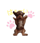 かわいいパピちゃん（個別スタンプ：12）