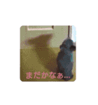 かわいいパピちゃん（個別スタンプ：19）