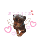 かわいいパピちゃん（個別スタンプ：40）