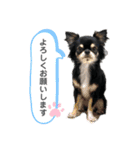 テテさんスタンプ。（個別スタンプ：4）
