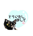 テテさんスタンプ。（個別スタンプ：13）