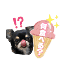 テテさんスタンプ。（個別スタンプ：15）