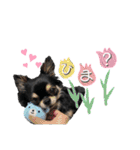 テテさんスタンプ。（個別スタンプ：16）