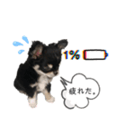 テテさんスタンプ。（個別スタンプ：24）