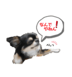 テテさんスタンプ。（個別スタンプ：27）