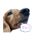 我が家のころんの日常（個別スタンプ：2）