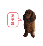 我が家のころんの日常（個別スタンプ：3）