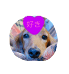 我が家のころんの日常（個別スタンプ：5）