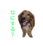 我が家のころんの日常（個別スタンプ：8）