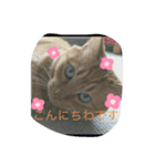 ちゃちゃまるスタンプ❤️（個別スタンプ：2）