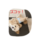 チワプー ララのスタンプ（個別スタンプ：16）