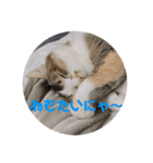 みみちゃんのすたんぷー（個別スタンプ：4）