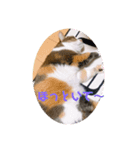 みみちゃんのすたんぷー（個別スタンプ：8）