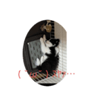 オレオ氏（個別スタンプ：6）
