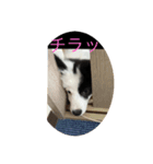 オレオ氏（個別スタンプ：7）