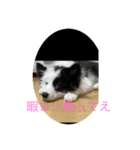 オレオ氏（個別スタンプ：8）