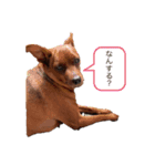 デブラムちゃん（個別スタンプ：1）