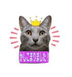 トリミングサロンMKDOGスタンプ（個別スタンプ：4）
