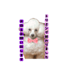 トリミングサロンMKDOGスタンプ（個別スタンプ：5）