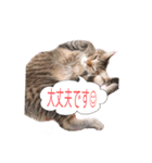 トリミングサロンMKDOGスタンプ（個別スタンプ：7）