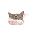 トリミングサロンMKDOGスタンプ（個別スタンプ：11）