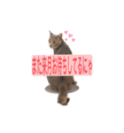 トリミングサロンMKDOGスタンプ（個別スタンプ：12）