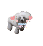 トリミングサロンMKDOGスタンプ（個別スタンプ：14）