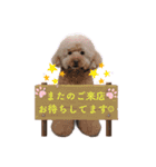 トリミングサロンMKDOGスタンプ（個別スタンプ：15）