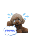 トリミングサロンMKDOGスタンプ（個別スタンプ：18）