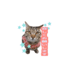 トリミングサロンMKDOGスタンプ（個別スタンプ：19）
