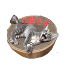 トリミングサロンMKDOGスタンプ（個別スタンプ：20）