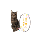 トリミングサロンMKDOGスタンプ（個別スタンプ：22）