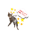 トリミングサロンMKDOGスタンプ（個別スタンプ：23）