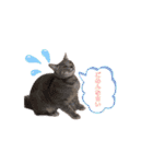 トリミングサロンMKDOGスタンプ（個別スタンプ：25）