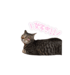 トリミングサロンMKDOGスタンプ（個別スタンプ：26）