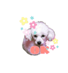 トリミングサロンMKDOGスタンプ（個別スタンプ：31）