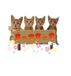 トリミングサロンMKDOGスタンプ（個別スタンプ：35）