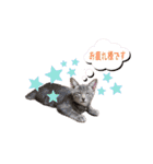 トリミングサロンMKDOGスタンプ（個別スタンプ：37）