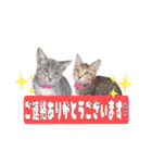 トリミングサロンMKDOGスタンプ（個別スタンプ：38）